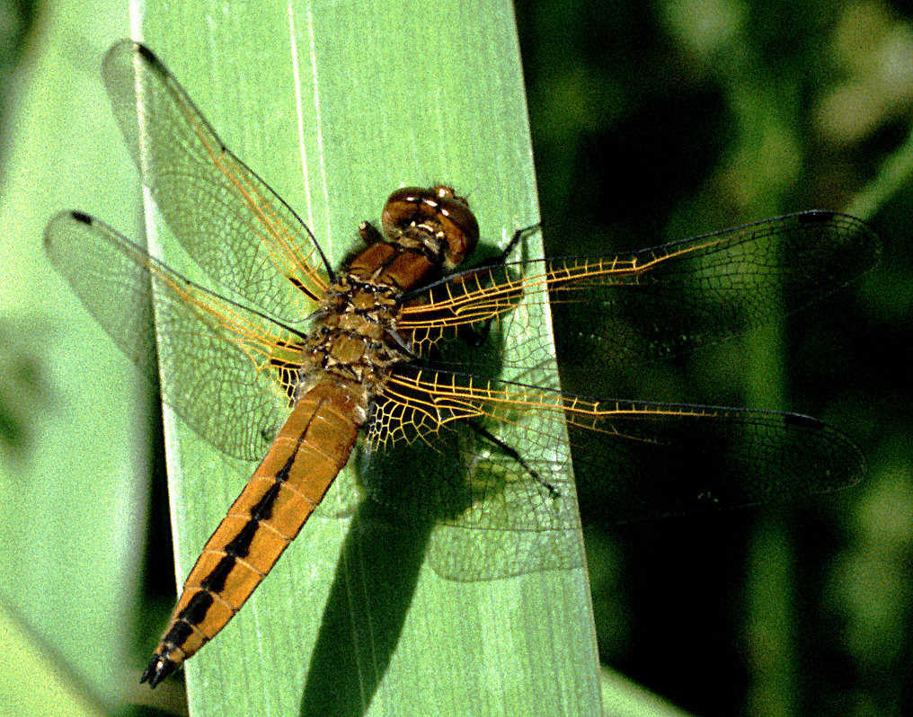 Scarce chaser